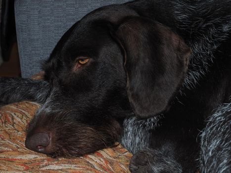 The dog of the German breed at home, sleeping on the couch.