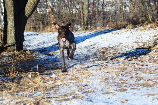 A lying hunting dog in the woods. German Drathaar. High quality photo