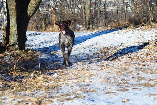 A lying hunting dog in the woods. German Drathaar. High quality photo