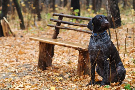 A pedigree dog waits for its owner tied to a bench in the autumn forest.