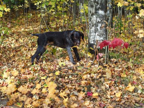 Autumn forest. A thoroughbred hunting dog on a walk in the woods.