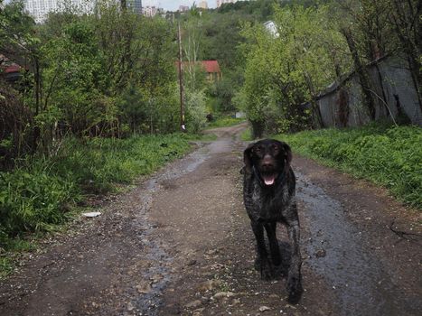 Hunting dog of the German breed , in nature. High quality photo. Brown smooth-haired in the field, in the forest, by the river.