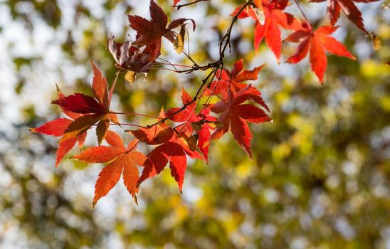 Natural background with red maple leaves.