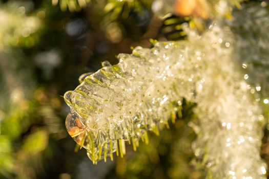 The branches were covered with ice after the icy rain. Winter landscape