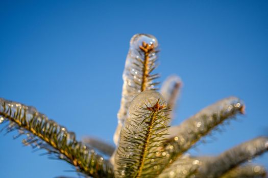The branches were covered with ice after the icy rain. Winter landscape