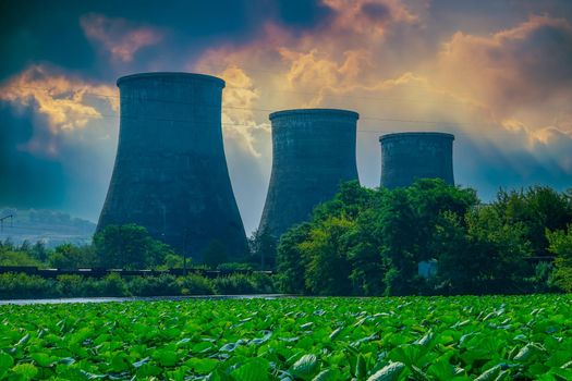 Lotus lake on the background of pipes of a thermal power plant. Artem, Primorsky Krai
