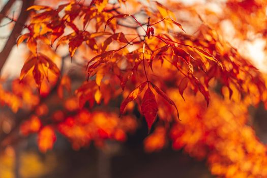 Natural autumn background with red-orange leaves. Nature, Wallpaper