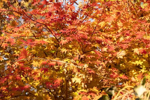 Natural autumn background with red-orange leaves. Nature, Wallpaper