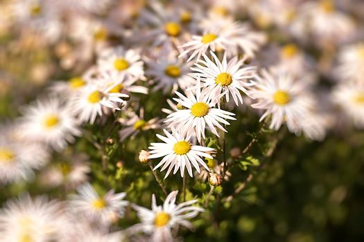 Beautiful background with white chrysanthemums.