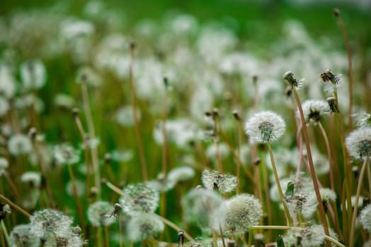 Soft fluffy dandelions in the sunlight on a blue toned background. Beautiful spring nature.