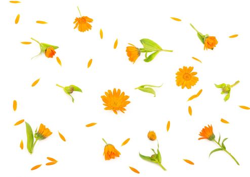 Colorful bright pattern of orange calendula flowers on white background. Flat lay, top view, natural background