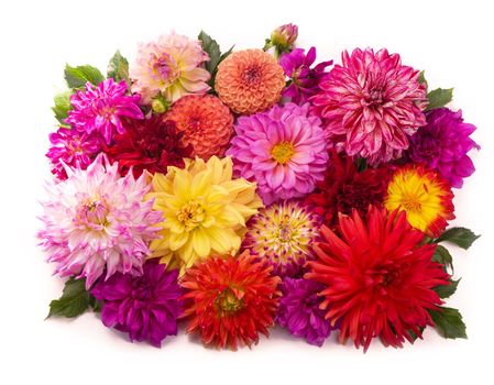 Deautiful flower dahlia isolated on a white background