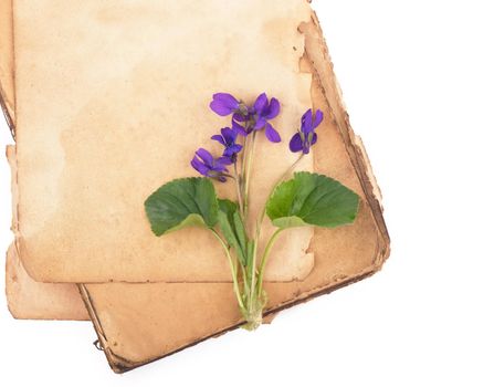 Vintage romantic background with old book, violet flowers