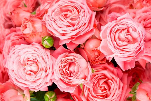 the light pink rose flower bouquet background