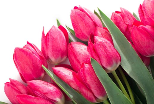 Spring color tulips in a bouquet with pink, red beautiful flowers isolated on white