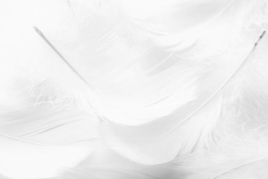 Abstract background. Texture. Black and white fluffy bird feathers background
