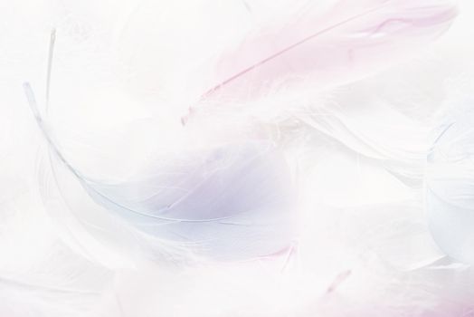 Abstract background. Texture. Pastel colored fluffy bird feathers background