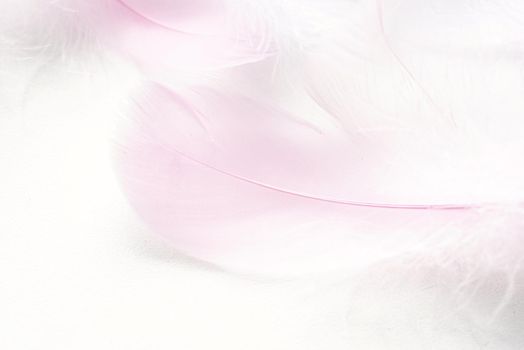 Abstract background. Texture. Pastel colored fluffy bird feathers background