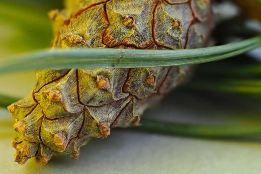 Pine cone, macrophotography, side background. The fruit of conifer. High quality photo