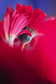 Pink daisy flowers on blue background, floral backdrop and beauty in nature closeup