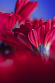 Pink daisy flowers on blue background, floral backdrop and beauty in nature closeup