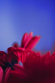 Pink daisy flowers on blue background, floral backdrop and beauty in nature closeup