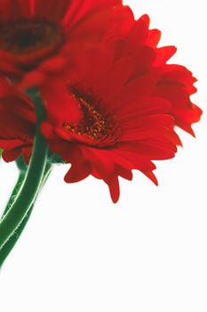 Red daisy flower isolated on white background, floral art and beauty in nature closeup