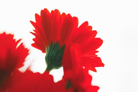 Red daisy flower isolated on white background, floral art and beauty in nature closeup