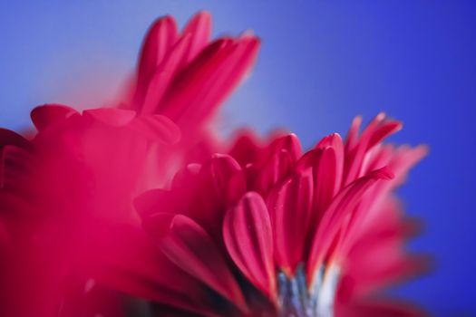 Pink daisy flowers on blue background, floral backdrop and beauty in nature closeup