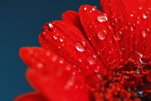 Red daisy flower petals and morning dew drops, floral background and beauty in nature closeup
