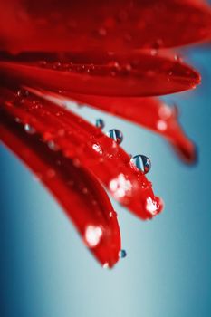 Red daisy flower petals and morning dew drops, floral background and beauty in nature closeup