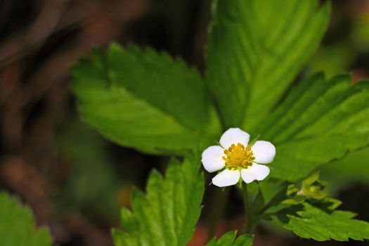 Blooming wild strawberry in the spring in the forest
