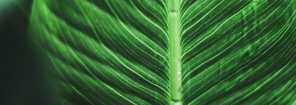 Exotic green leaf as organic nature background, climate change and eco environment concept