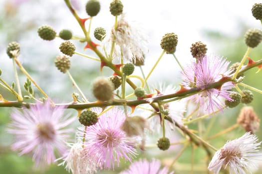 Mimosa pudica, also called sensitive plant, sleepy plant, action plant, touch-me-not,