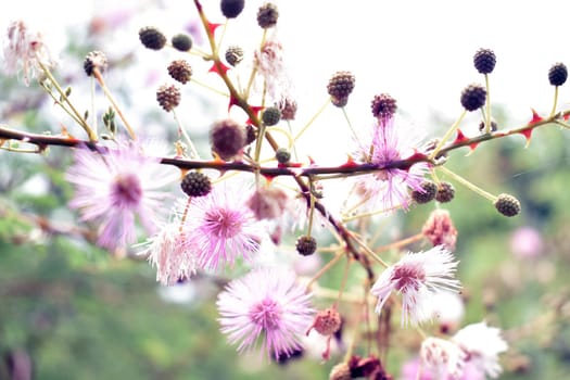 Wildflowers with pink fluffy petals on a blurred nature background