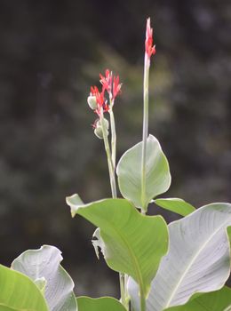 Red flower with big green leaves, Indian shot or African arrowroot, Sierra Leone arrowroot,canna, cannaceae, canna lily, Flowers at the park, nature background