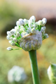 Flowering onions, also called alliums