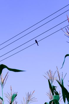 Bird sitting at electric wires, Birds on electric wires