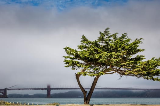 Travel in San Francisco. Tree and the view of Golden Gate Bridge, San Francisco, California, USA.