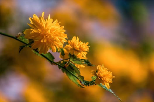 beautiful colorful flowers bloom in spring