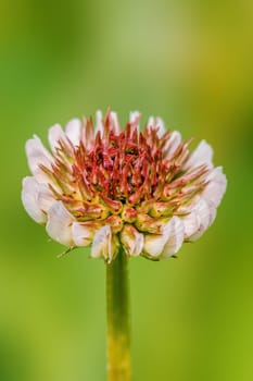 beautiful colorful flowers bloom in spring