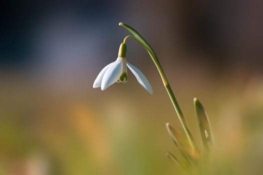 beautiful colorful snowdrop flower bloom in spring