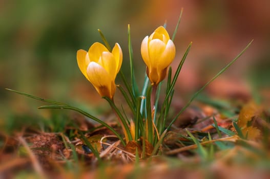 beautiful colorful crocus flowers bloom in spring