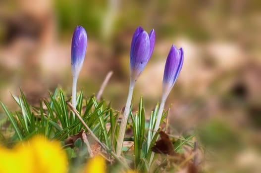 beautiful colorful crocus flowers bloom in spring