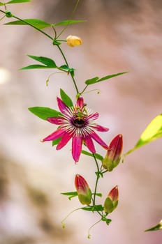 beautiful colorful flowers bloom in spring