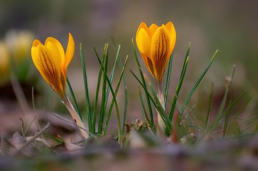 beautiful colorful crocus flowers bloom in spring