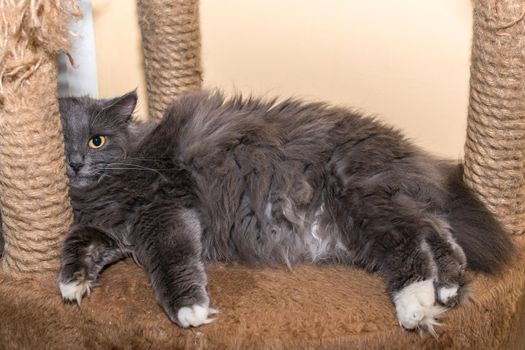 Beautiful gray cat with yellow eyes lies on the sofa with scratching posts