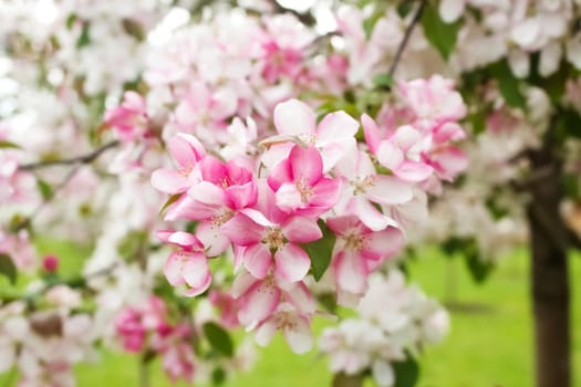 Branch of a blossoming decorative apple tree with buds and flowers, focus on the foreground, blurred background, selective focus.