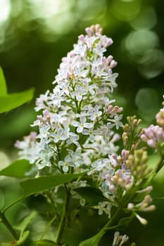 A branch of blooming decorative lilacs with buds and flowers, focus in the foreground, blurred background, selective focus.