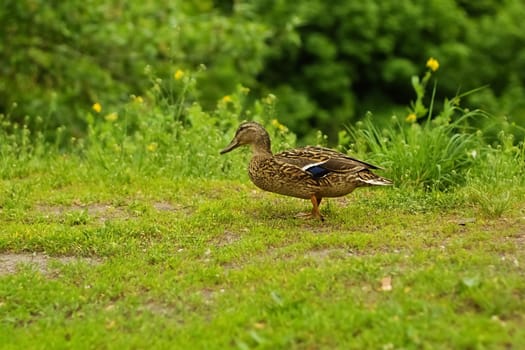 Small Domestic ducks on green grass springtime.